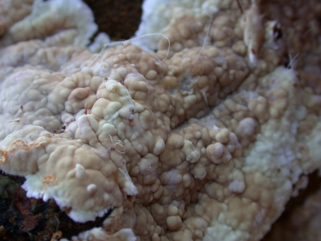 Da determinare...  (Dacryobolus karstenii)
